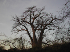 Baobab trees in Senegal