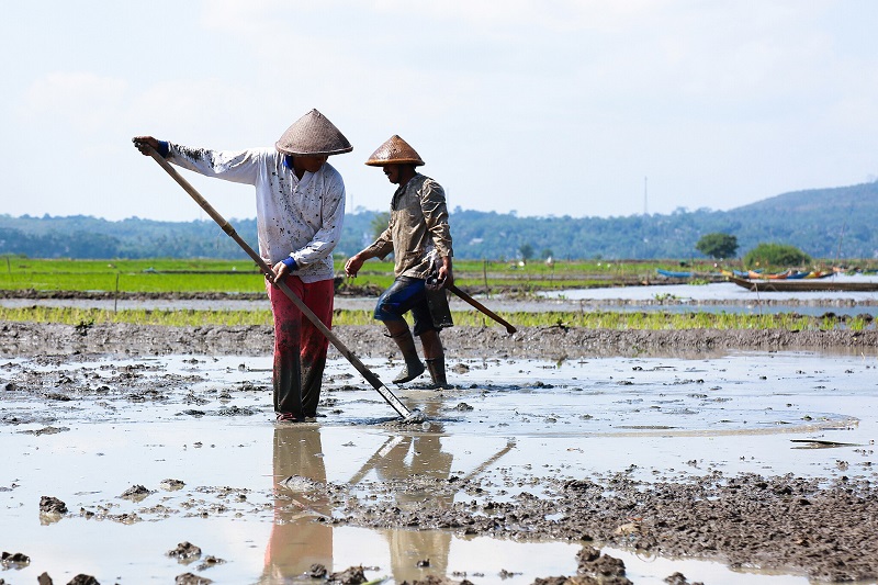 Pandemic-induced De-urbanization in Indonesia