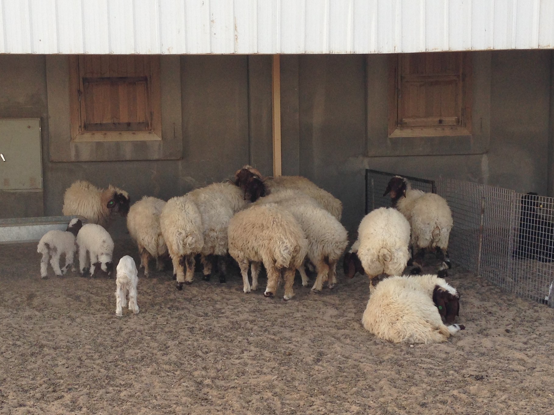 写真：農場内で飼われている羊（筆者撮影）