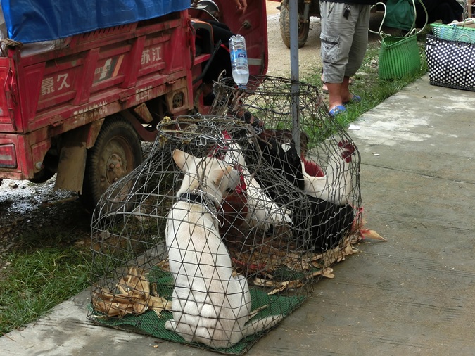 写真：農村の市場で売られる犬とニワトリ