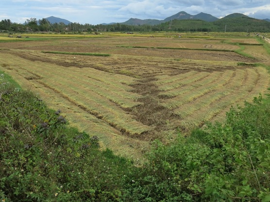 写真1　稲刈り直後に田んぼにできた模様。（2018年8月）