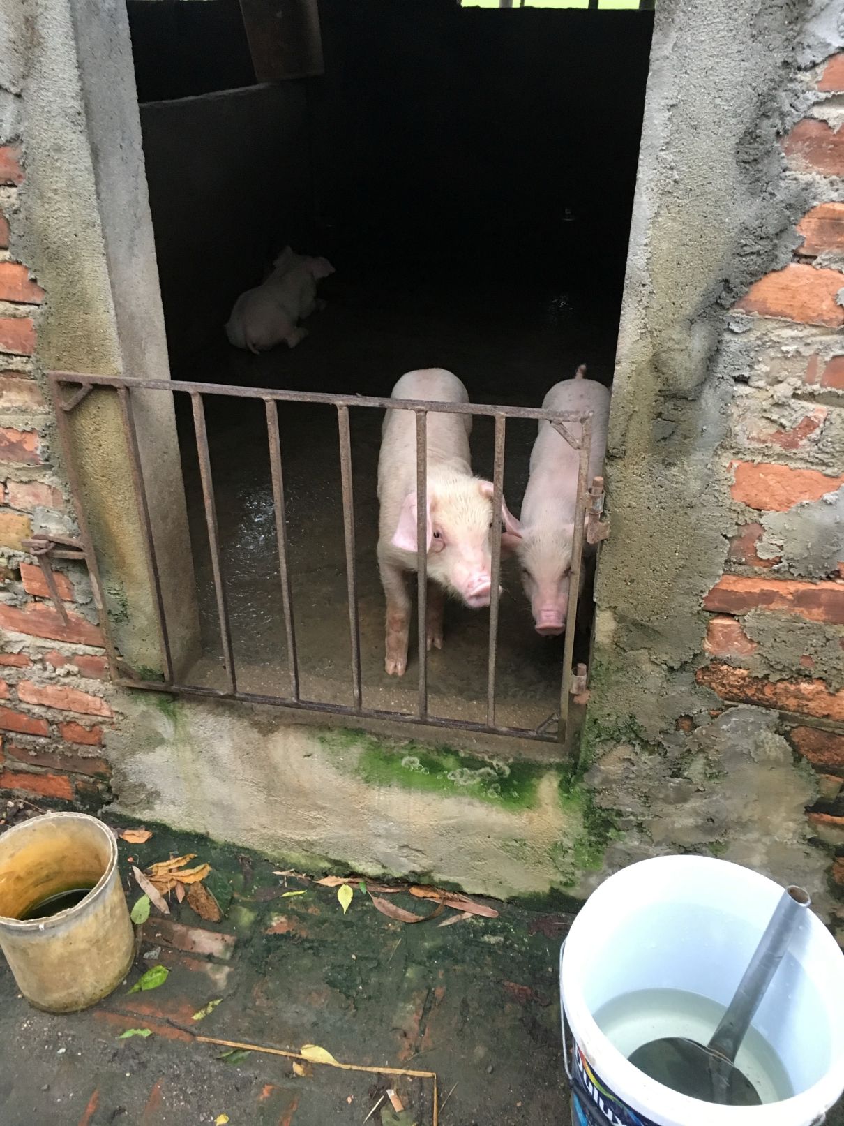 写真１ 中規模の豚飼育農家（ハノイ市、2017年8月）