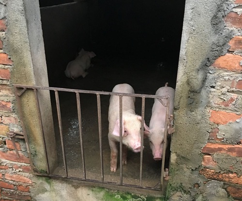 ワンヘルス　人・動物・環境の「健康」から考えるアジア