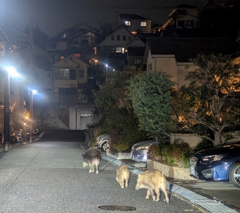 写真2　住宅地に侵入するイノシシ（夜間、神戸市、2025年）