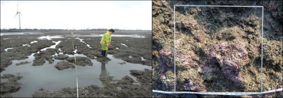 写真3　桃園海岸沿いにある藻類礁