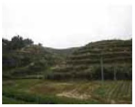 開墾尽くされ一面茶畑になった安渓県の山々（写真1）