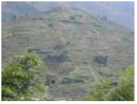 開墾尽くされ一面茶畑になった安渓県の山々（写真2）