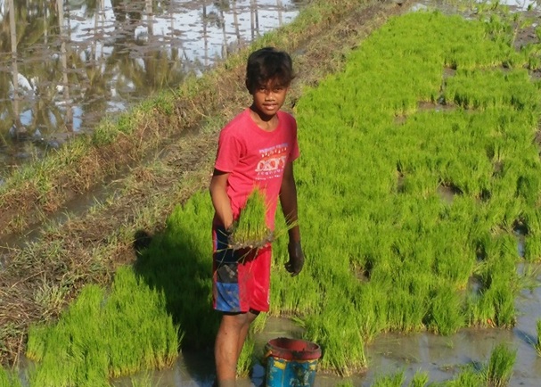 写真：高校に行かず日中から農作業をする少年