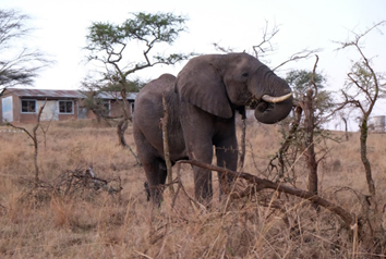 写真：村の中で平然と餌を食べるゾウ