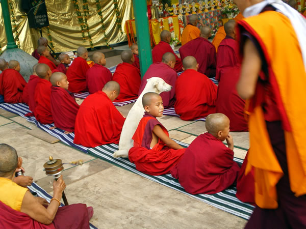 僧侶たちの写真:　ビハール州ボドガヤ(ブッダガヤ)の菩提樹のそばで。