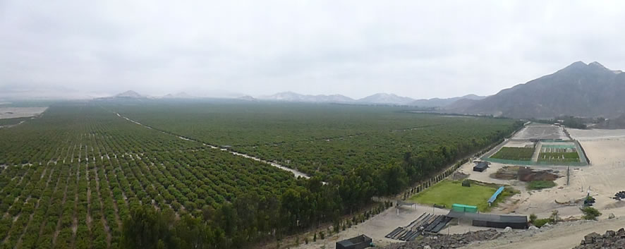 写真1　850ヘクタールでアボカドを生産するCamposol社のFrusol農場。
