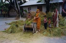 バングラデシュ・コミラ県の農家の脱穀作業